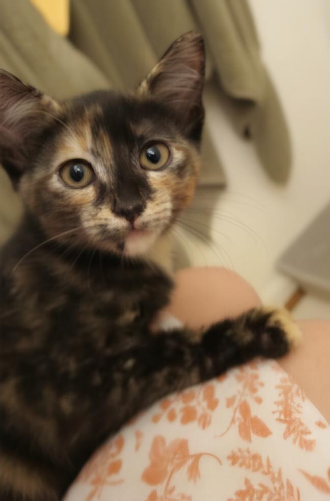 Enlarge Amber , a Adoptable Domestic Short Hair in Huddleston, VA image 1/3