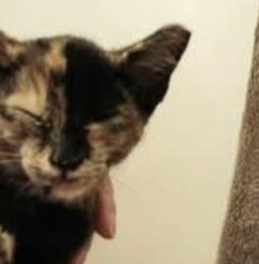 Enlarge Amber (MF), a Adoptable Domestic Short Hair in Huddleston, VA image 2/2