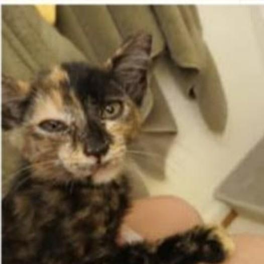 Enlarge Amber (MF), a Adoptable Domestic Short Hair in Huddleston, VA image 1/2