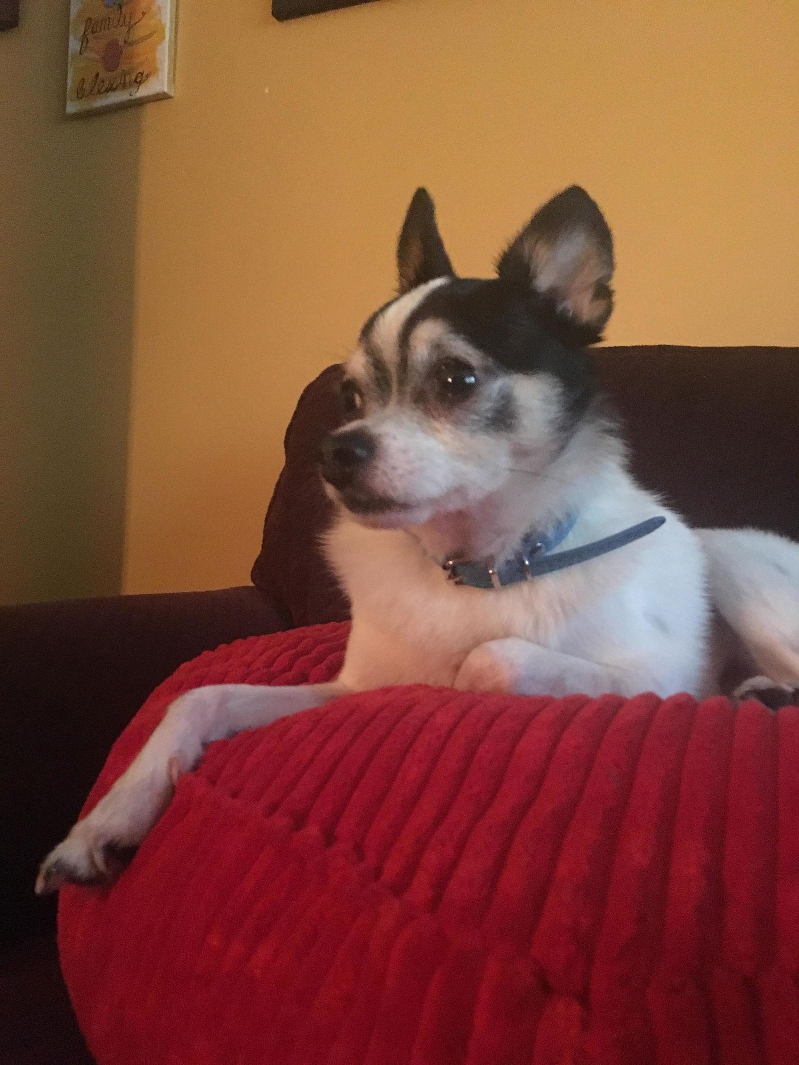 Snoopy, Adopted, Adult Male Chihuahua.