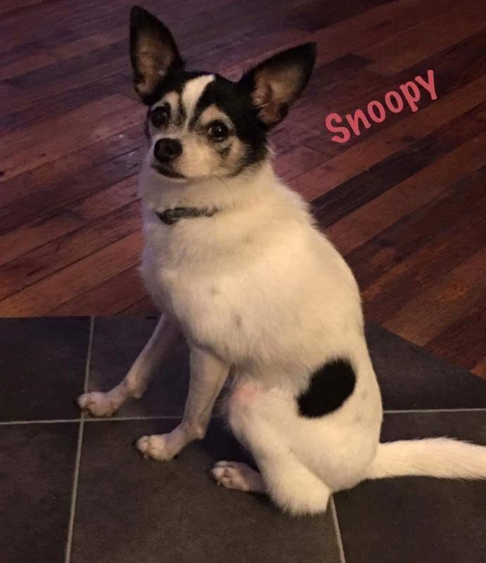 Snoopy, a Adopted Chihuahua image 2/3