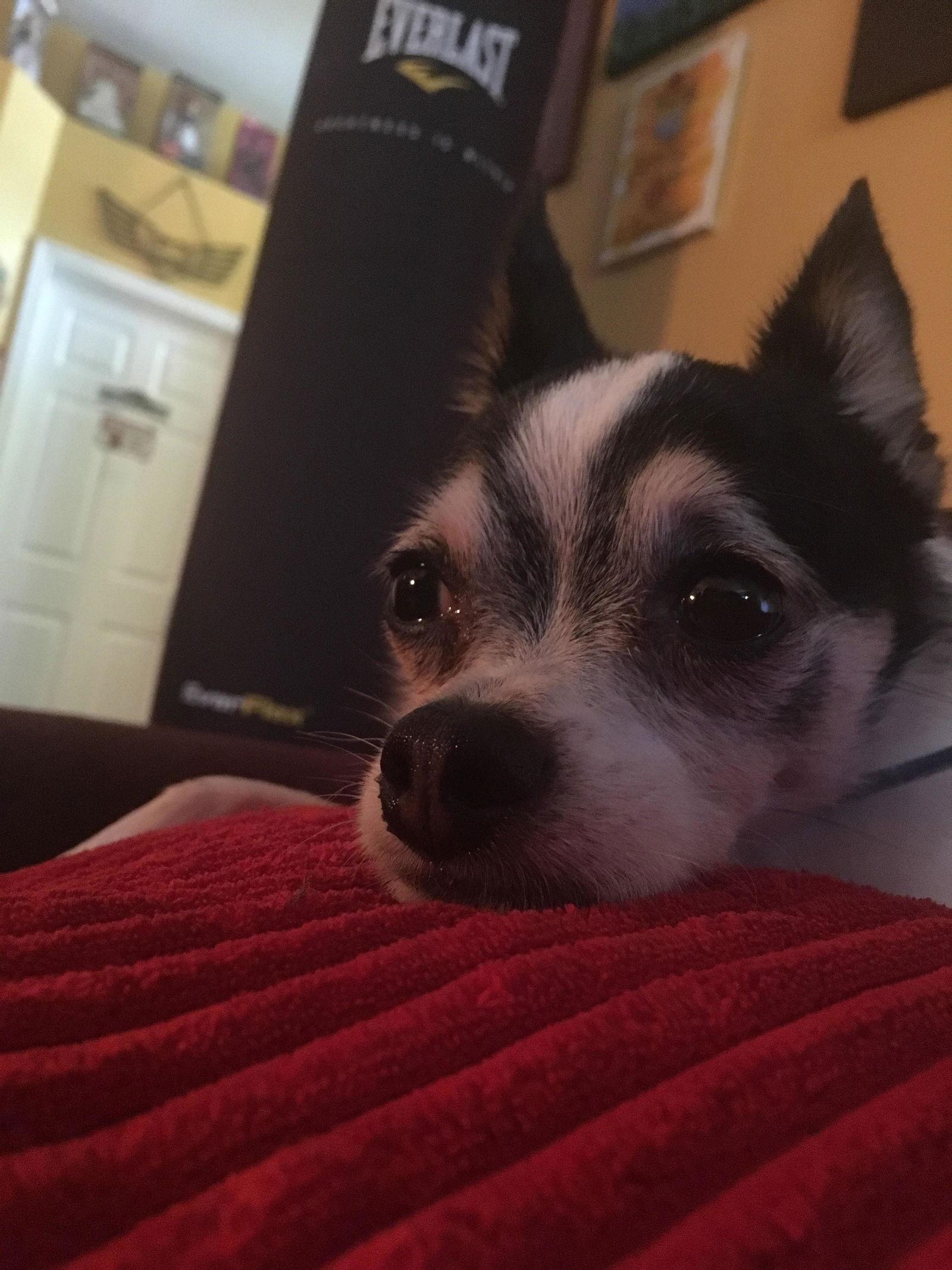 Snoopy, a Adopted Chihuahua image 3/3