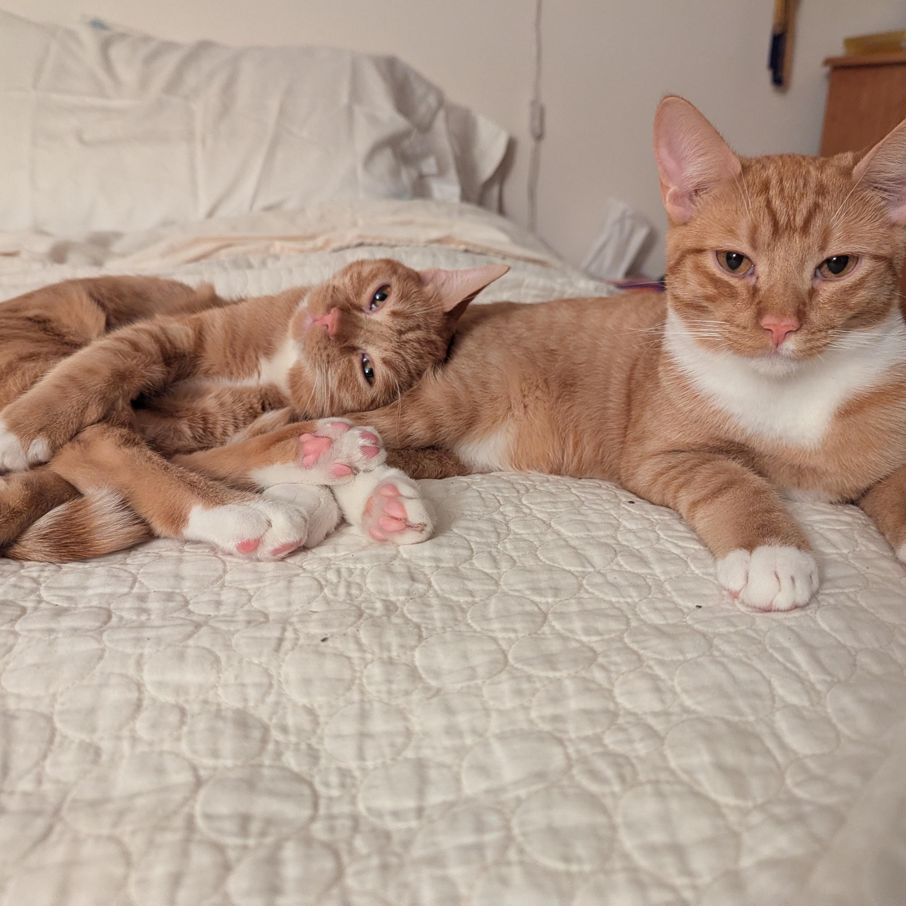 Enlarge Zeppelin and Hendrix, a ADOPTABLE Domestic Short Hair in Renton , WA image 1/6