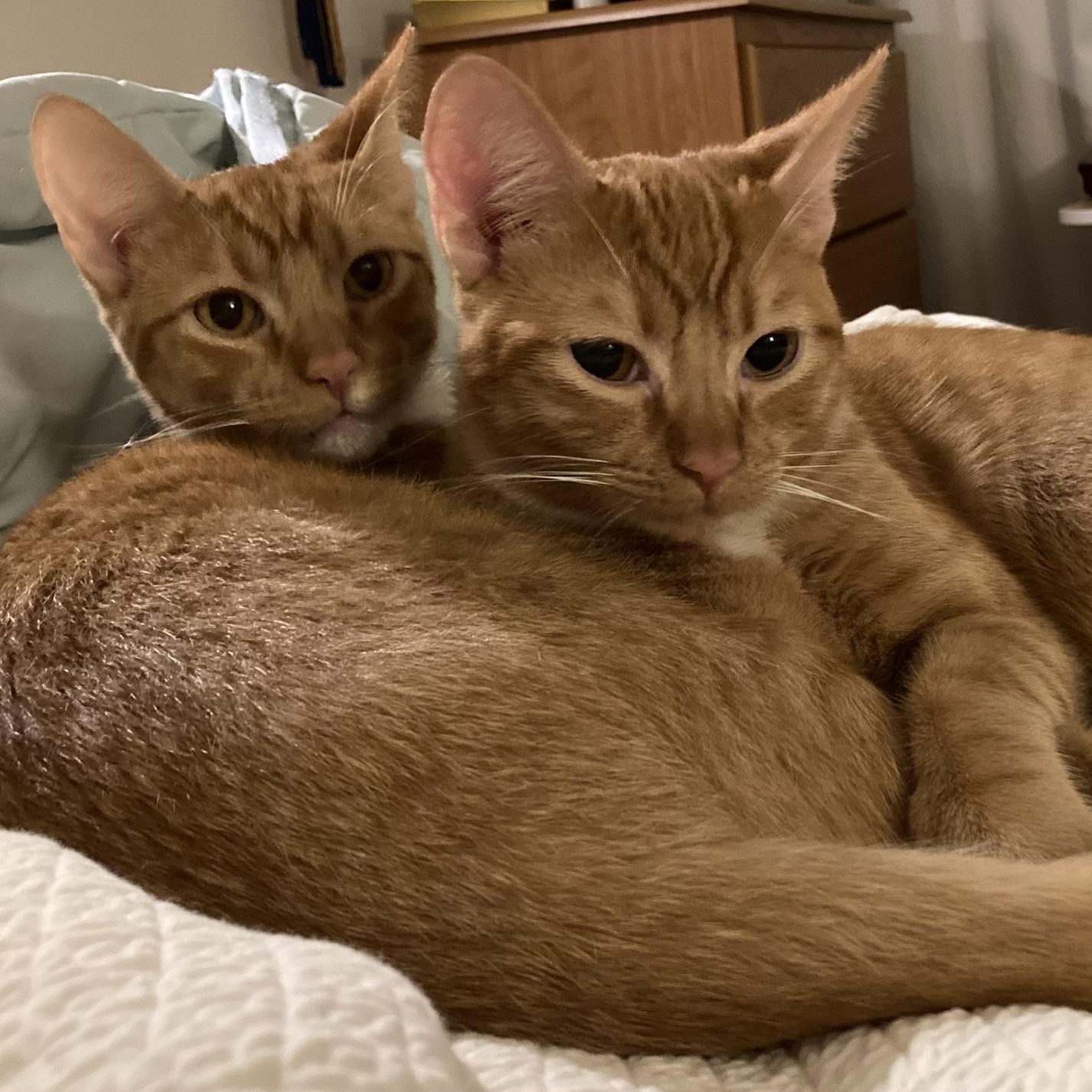 Enlarge Zeppelin and Hendrix, a ADOPTABLE Domestic Short Hair in Renton , WA image 2/6