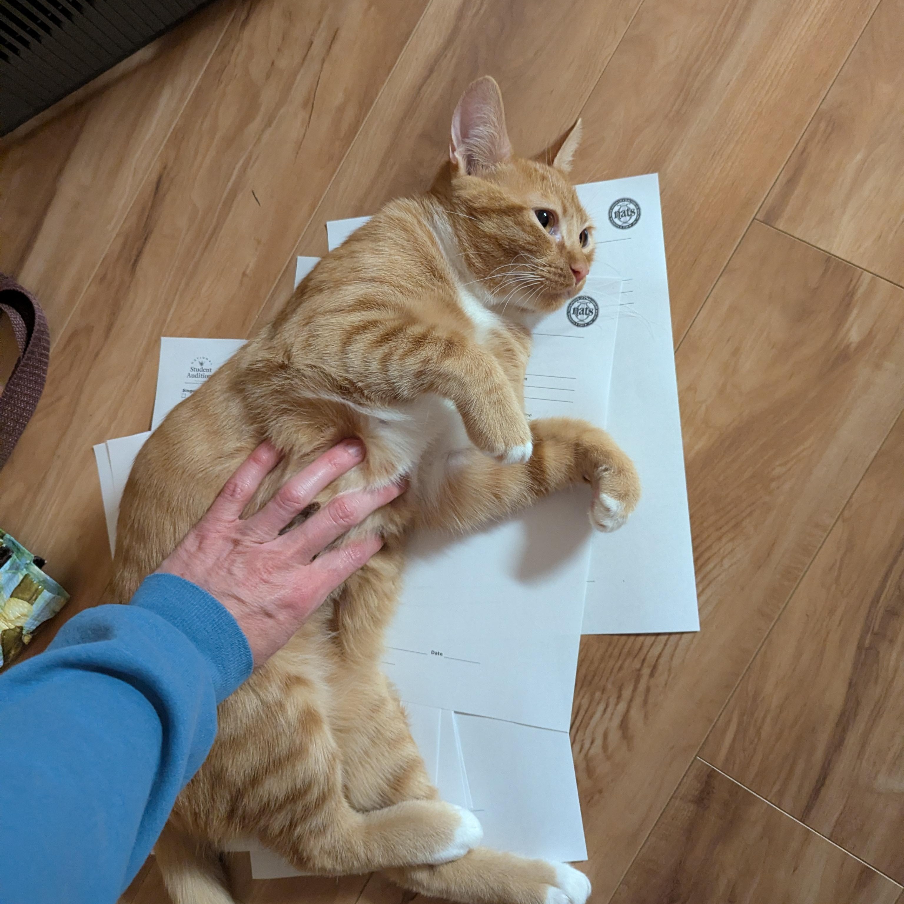 Enlarge Zeppelin and Hendrix, a ADOPTABLE Domestic Short Hair in Renton , WA image 3/6