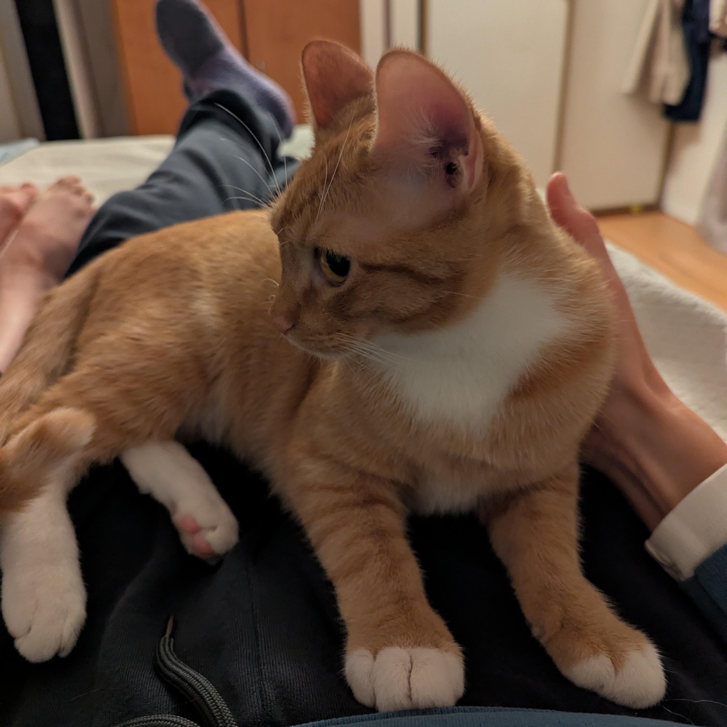 Enlarge Zeppelin and Hendrix, a ADOPTABLE Domestic Short Hair in Renton , WA image 4/6