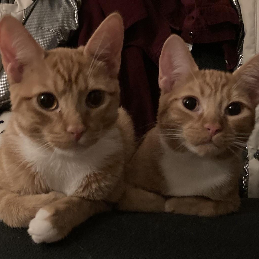 Enlarge Zeppelin and Hendrix, a ADOPTABLE Domestic Short Hair in Renton , WA image 5/6