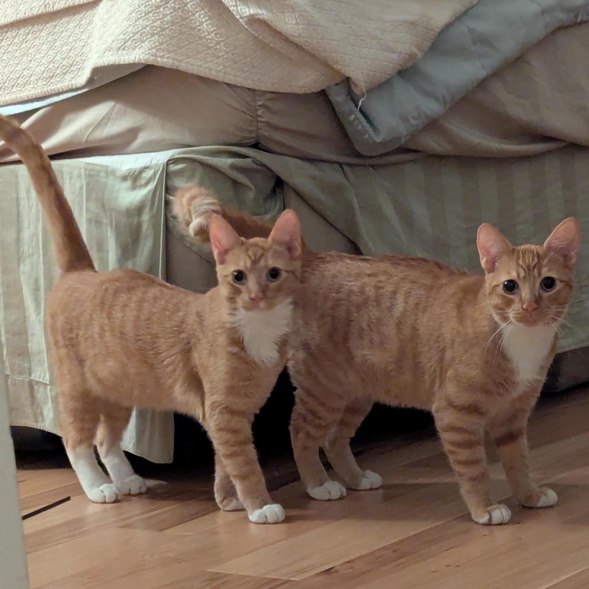 Enlarge Zeppelin and Hendrix, a ADOPTABLE Domestic Short Hair in Renton , WA image 6/6