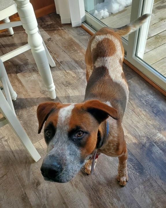 Emmett - D Litter, an adoptable mixed breed in Sheboygan, WI image 5/5