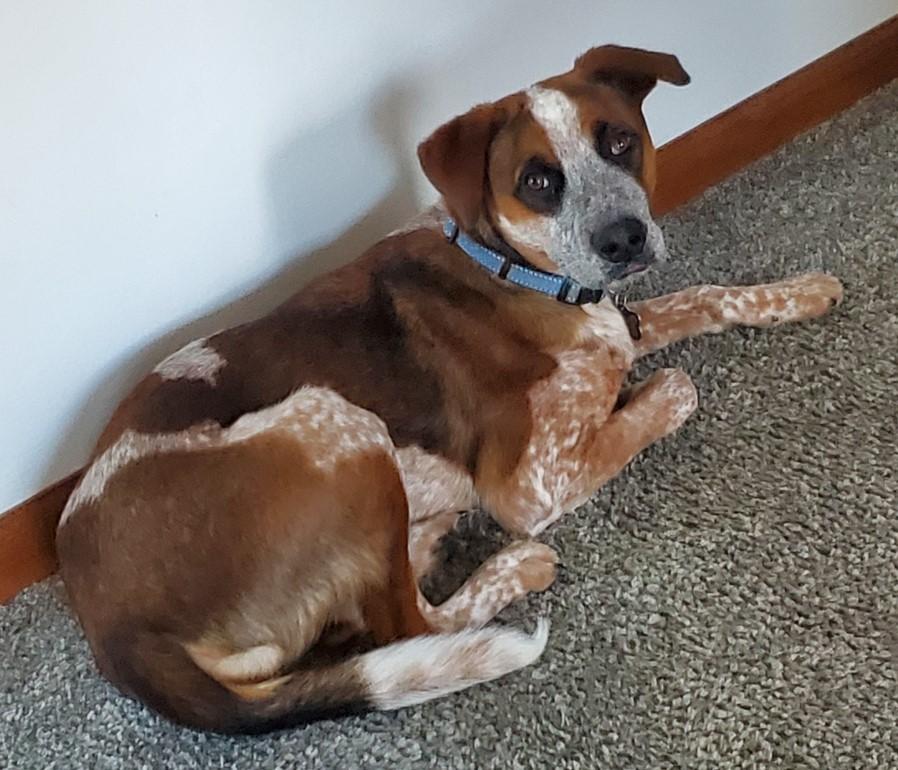 Emmett - D Litter, an adoptable mixed breed in Sheboygan, WI image 2/5