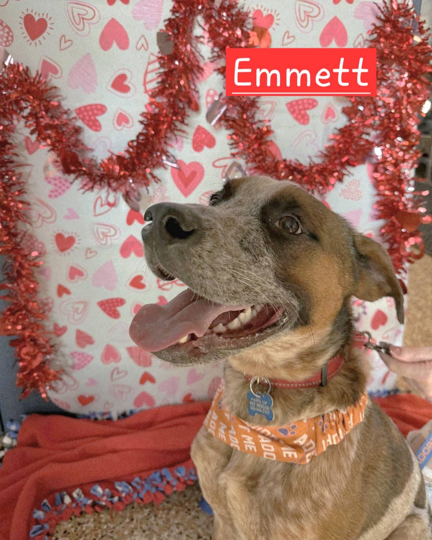 Enlarge Emmett - D Litter, an adoptable mixed breed in Sheboygan, WI image 1/6