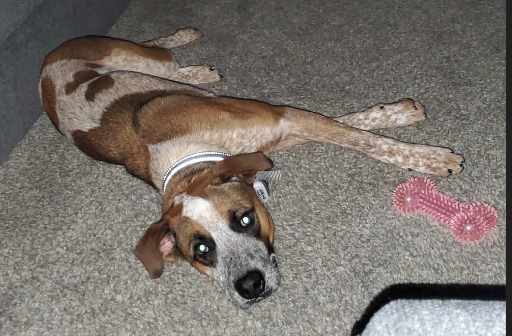 Emmett - D Litter, an adoptable mixed breed in Sheboygan, WI image 4/5