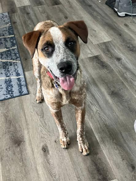 Enlarge Emmett - D Litter, an adoptable mixed breed in Sheboygan, WI image 6/6