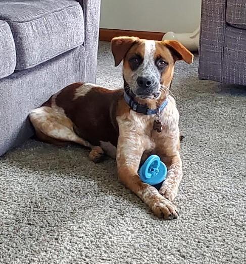 Enlarge Dayton - D Litter, an adoptable mixed breed in Sheboygan, WI image 1/1