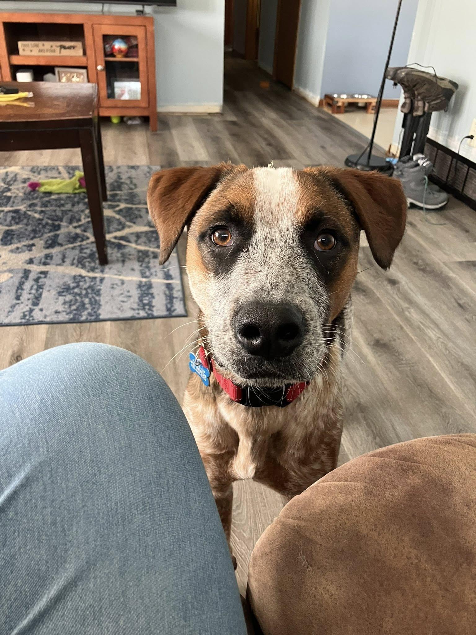 Enlarge Emmett - D Litter, an adoptable mixed breed in Sheboygan, WI image 5/6