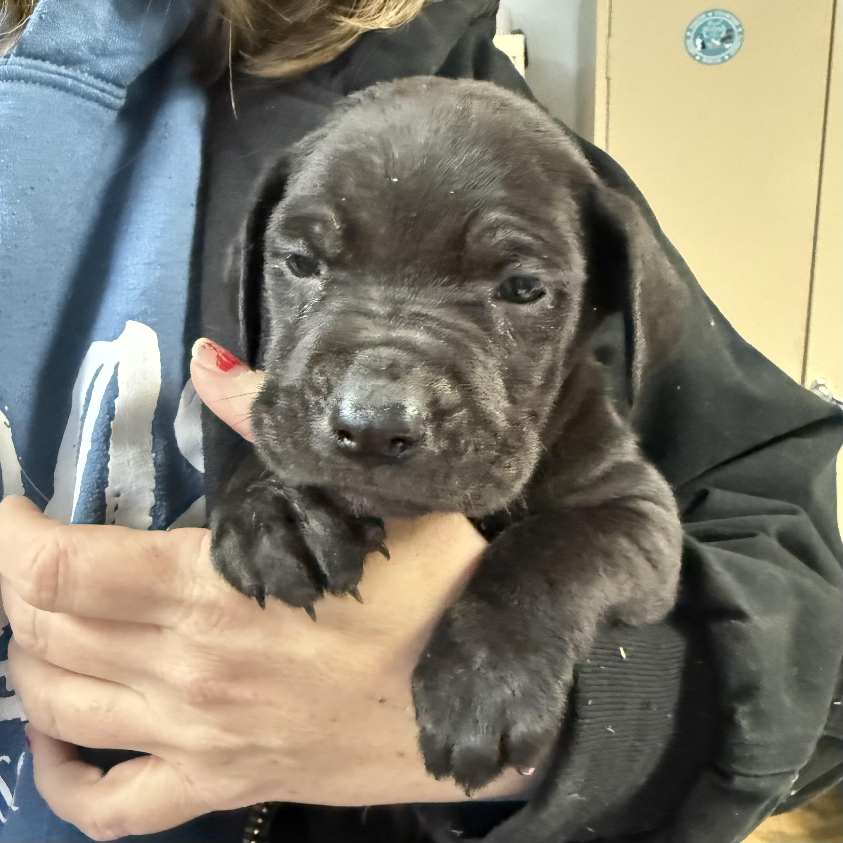 Loggerhead — thumbnail 2