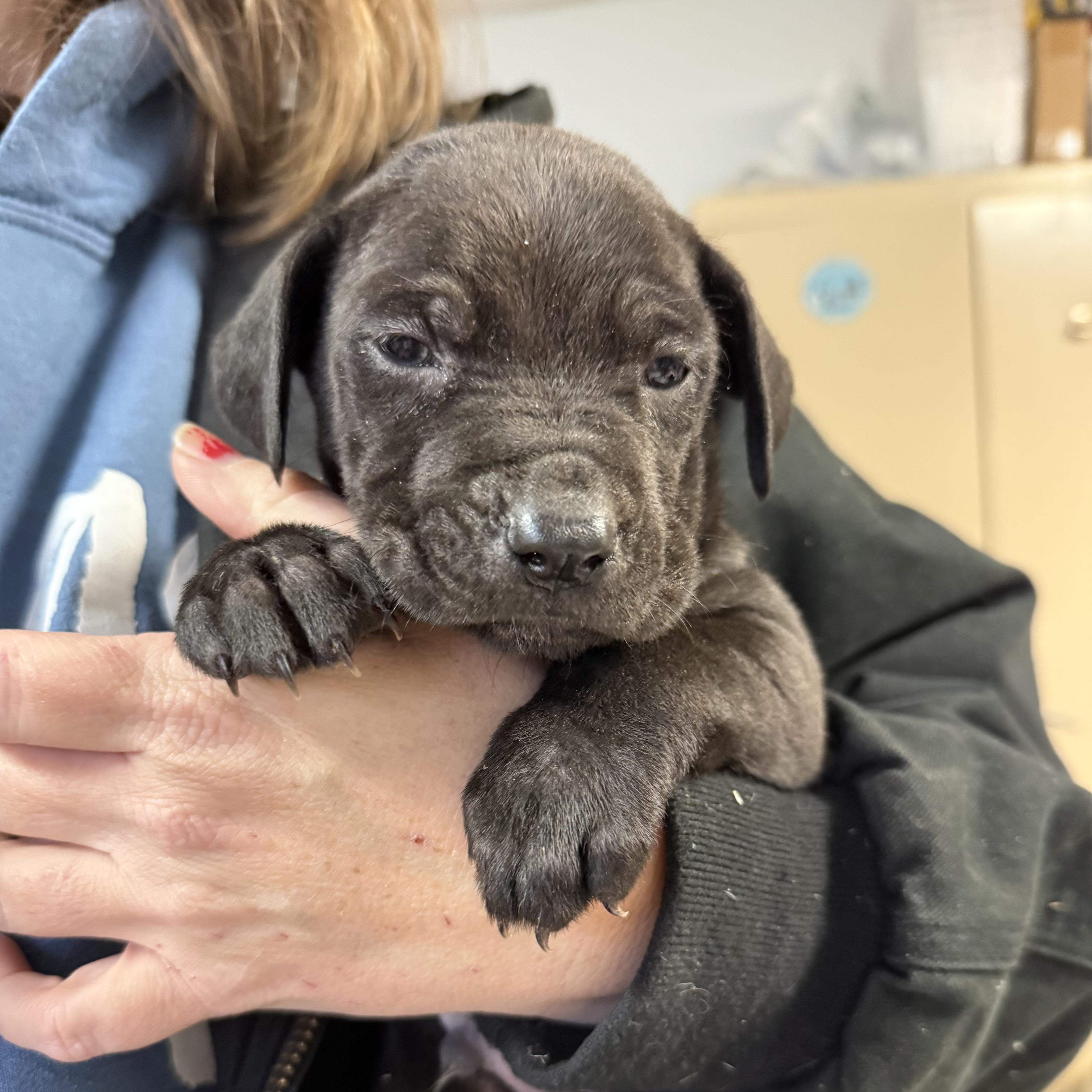 Loggerhead — thumbnail 4