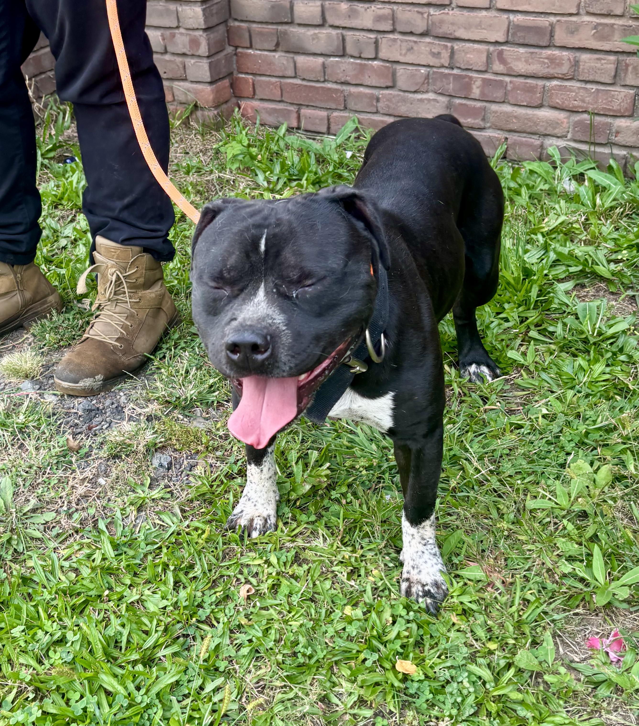 Bronx, a Adoptable American Staffordshire Terrier in East Orange, NJ image 1/3