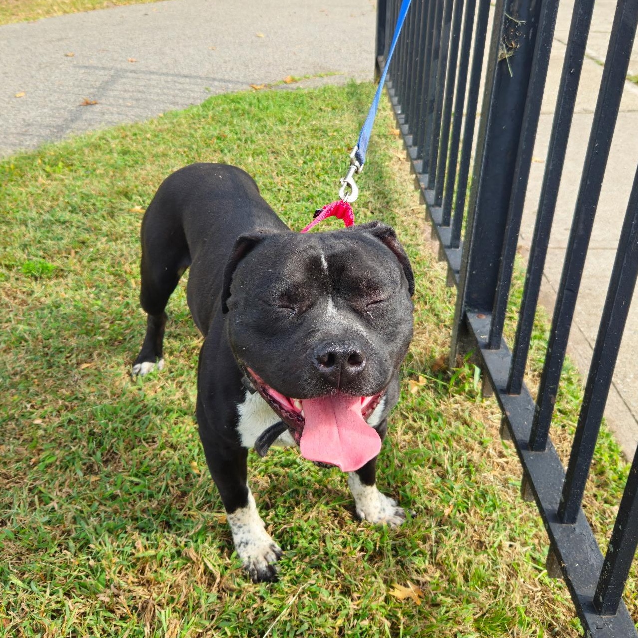 Enlarge Bronx, a Adoptable American Staffordshire Terrier in East Orange, NJ image 4/4