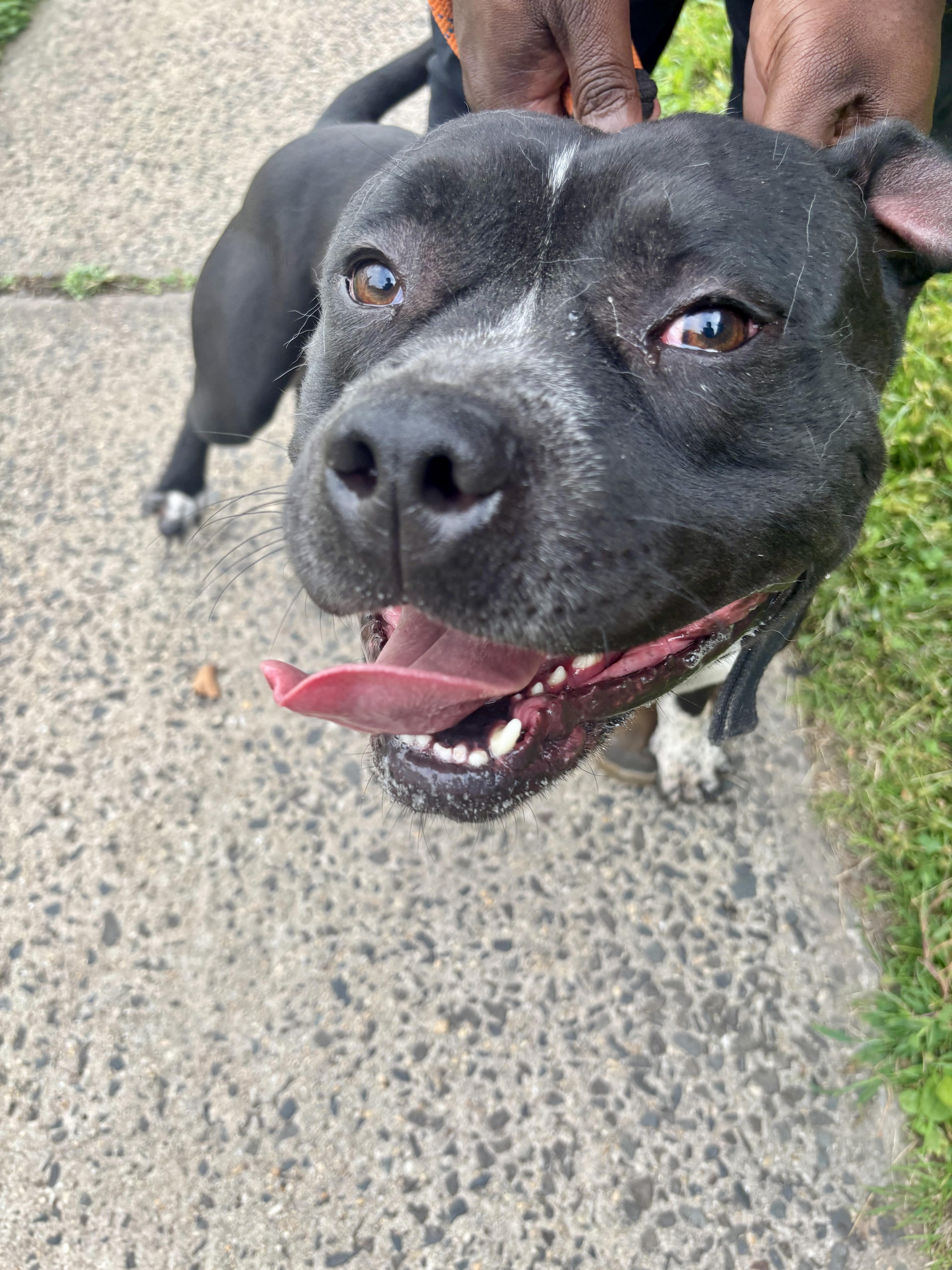Bronx, Adoptable, Young Male American Staffordshire Terrier.