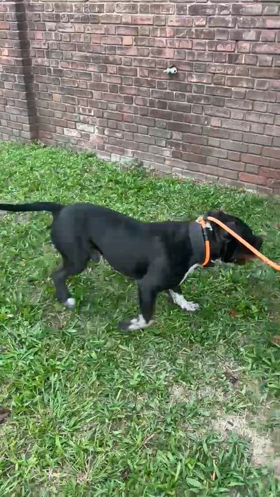 Enlarge Bronx, a Adoptable American Staffordshire Terrier in East Orange, NJ video 3/3
