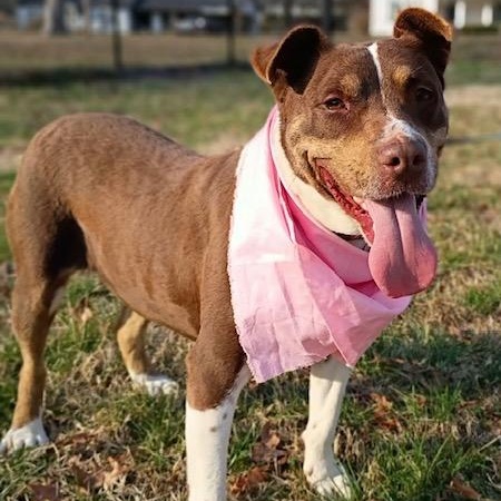 Enlarge Mitzi - all new pics!, a Adoptable mixed breed in Watertown, CT image 5/6