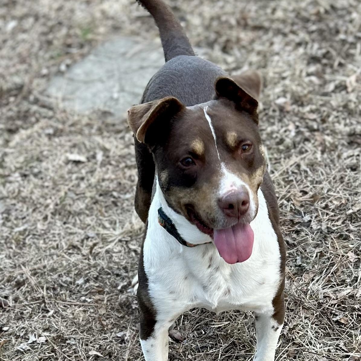 Mitzi - watch new video!, Adoptable, Adult Female Basenji & American Staffordshire Terrier.