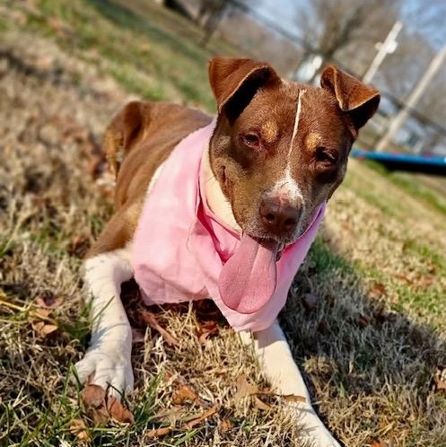 Enlarge Mitzi - all new pics!, a Adoptable mixed breed in Watertown, CT image 2/6