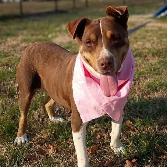 Enlarge Mitzi - all new pics!, a Adoptable mixed breed in Watertown, CT image 1/6