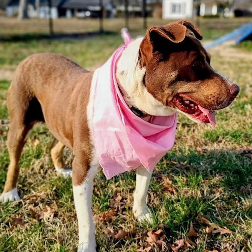 Enlarge Mitzi - all new pics!, a Adoptable mixed breed in Watertown, CT image 4/6