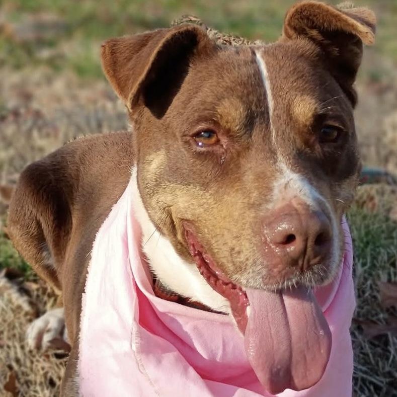 Enlarge Mitzi - all new pics!, a Adoptable mixed breed in Watertown, CT image 3/6