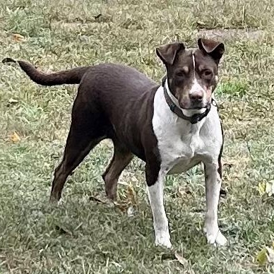 Enlarge Mitzi - watch new video!, a Adoptable mixed breed in Watertown, CT image 1/6