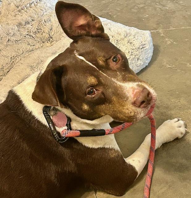 Enlarge Mitzi - watch new video!, a Adoptable mixed breed in Watertown, CT image 2/6