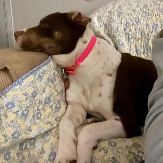 Enlarge Mitzi - watch new video!, a Adoptable mixed breed in Watertown, CT image 6/6