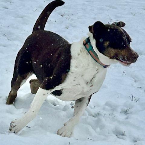 Mitzi - watch new video!, Adoptable, Adult Female American Staffordshire Terrier & Pit Bull Terrier.
