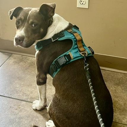 Mitzi, a Adoptable mixed breed in Watertown, CT image 6/6