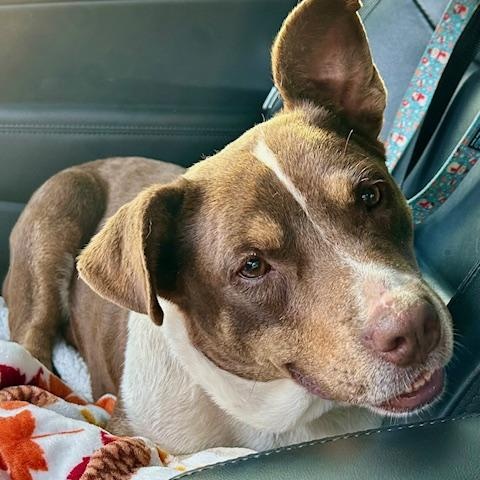 Enlarge Mitzi - snuggler!, a Adoptable mixed breed in Watertown, CT image 6/6