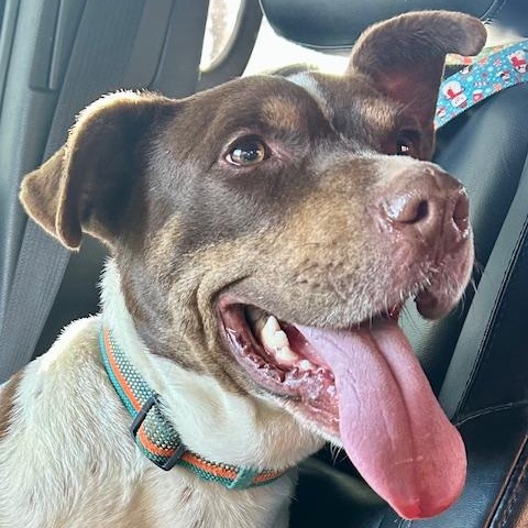 Mitzi - watch new video!, a Adoptable mixed breed in Watertown, CT image 6/6