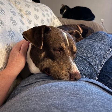 Enlarge Mitzi - snuggler!, a Adoptable mixed breed in Watertown, CT image 1/6