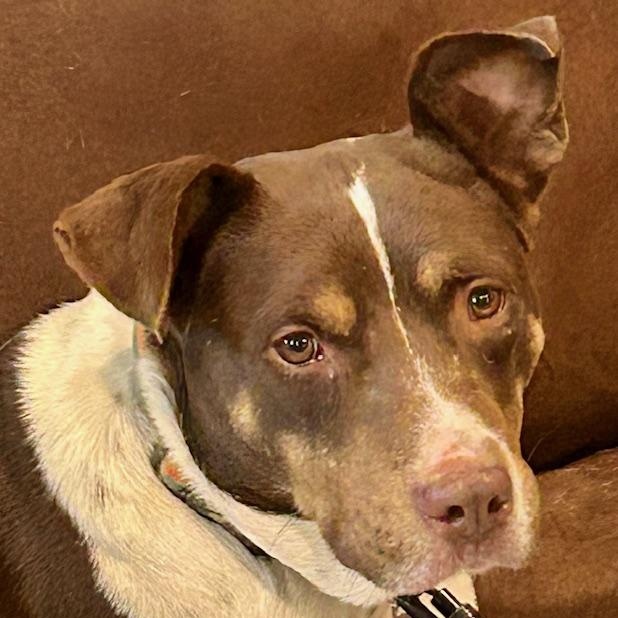 Enlarge Mitzi - watch new video!, a Adoptable mixed breed in Watertown, CT image 3/6