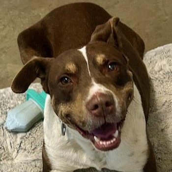 Mitzi - watch new video!, a Adoptable mixed breed in Watertown, CT image 1/6