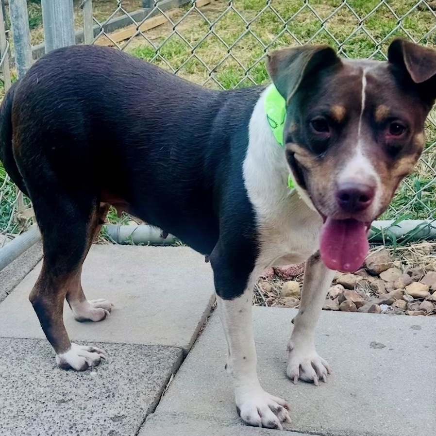 Enlarge Mitzi - watch new video!, a Adoptable mixed breed in Watertown, CT image 4/6