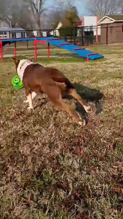 Enlarge Mitzi - all new pics!, a Adoptable mixed breed in Watertown, CT video 6/6