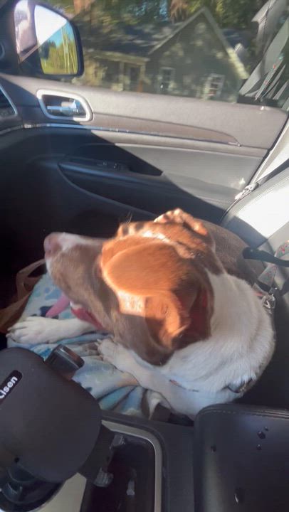 Enlarge Mitzi - watch new video!, a Adoptable mixed breed in Watertown, CT video 5/6