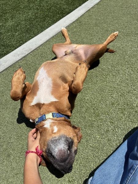 Enlarge Gator, a Adoptable mixed breed in Oceanside, CA image 1/1