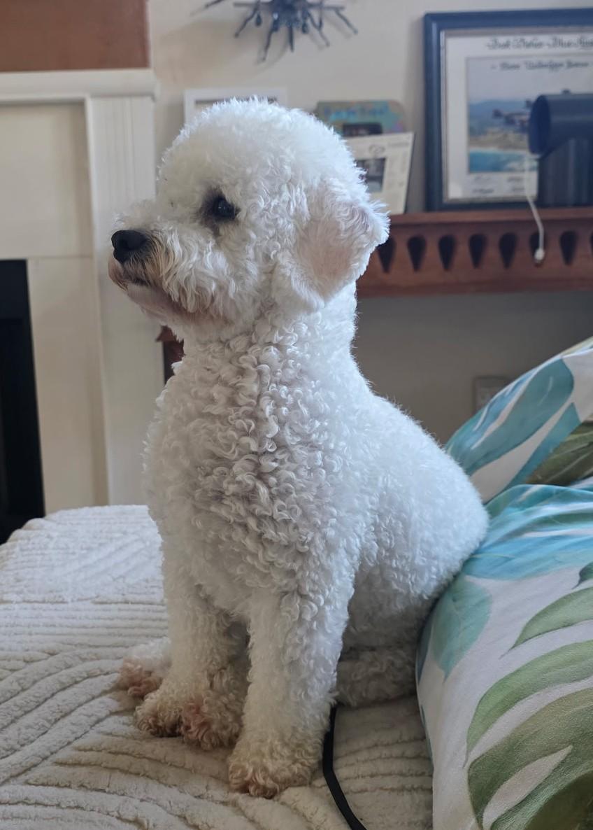 Lola, adopted, Young Female Bichon Frise & Miniature Poodle.