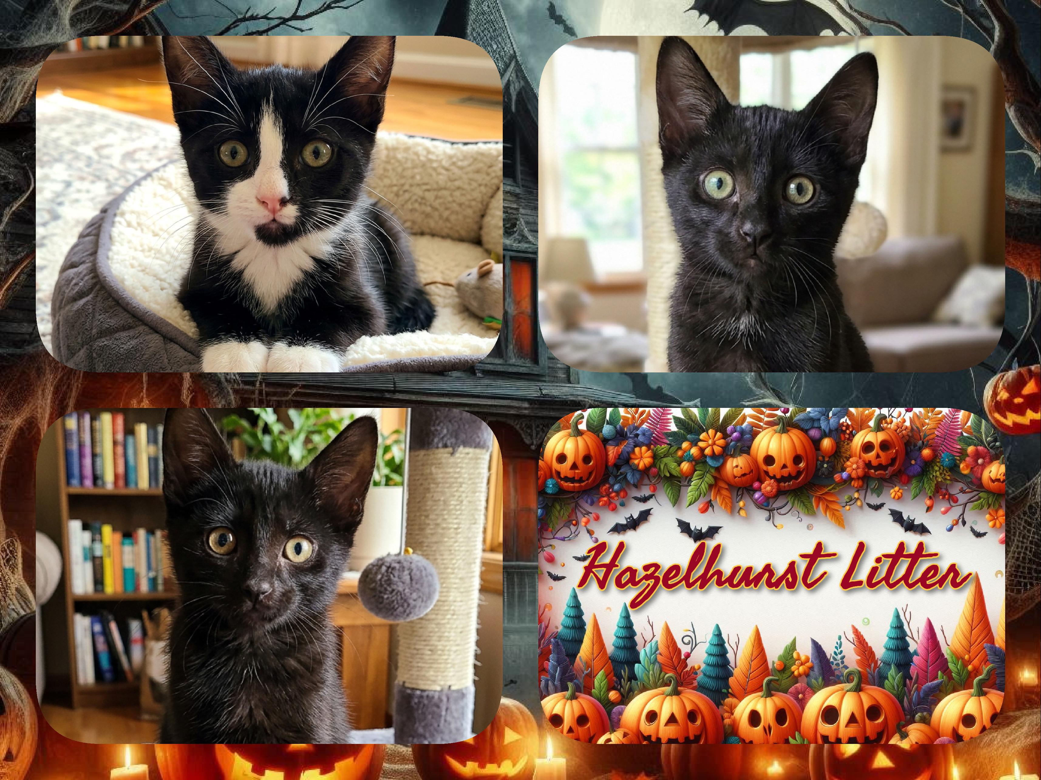Hazelhurst 3, Adoptable, Kitten Male Domestic Short Hair.