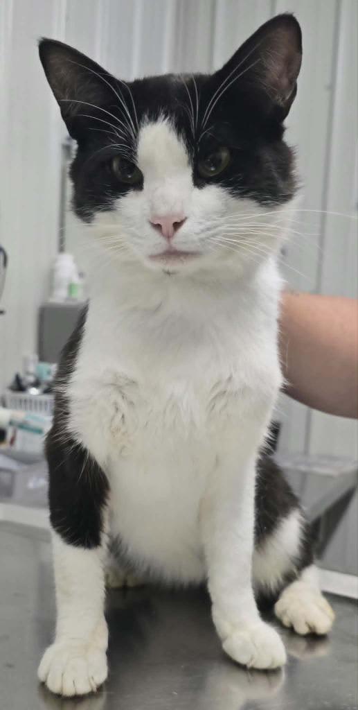Whiskers, Adoptable, Young Male Domestic Short Hair.