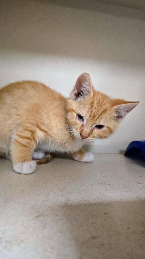 Enlarge Hazel, a ADOPTABLE Domestic Short Hair in Webster City, IA image 1/1