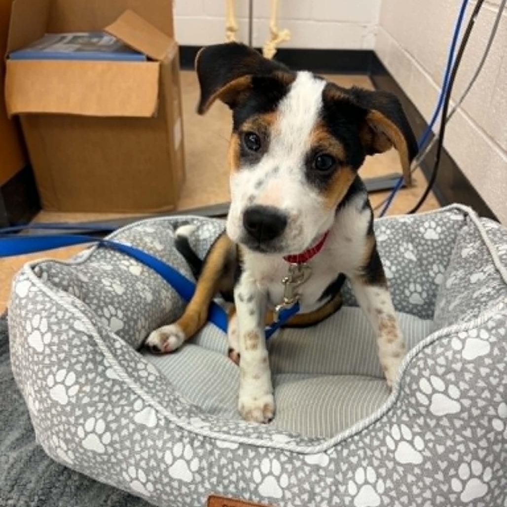 Enlarge Meg, a Adoptable Mixed Breed in Hampton Bays, NY image 2/6